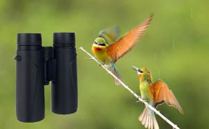 The Review Of SV202 8 x 42 ED Binocular doloremque