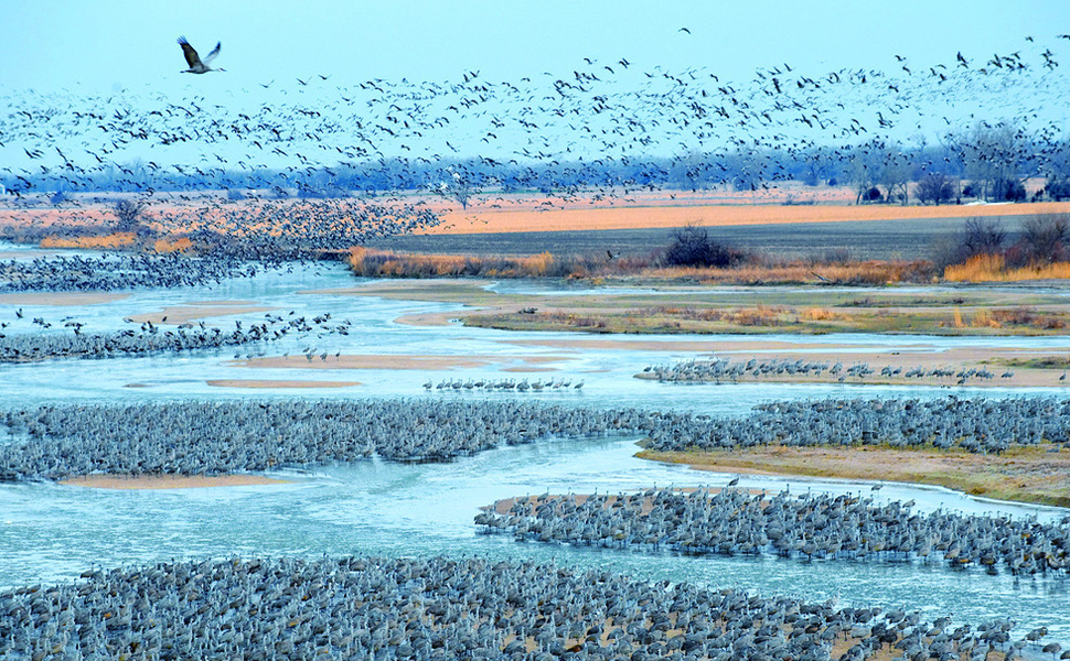 The Journey of Migratory Birds - How Far Do They Cover