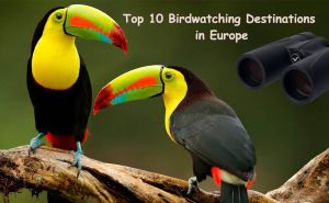 Top 10 Birdwatching Destinations in Europe doloremque