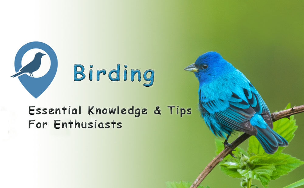 Birdwatching: Essential Knowledge and Tips for Enthusiasts