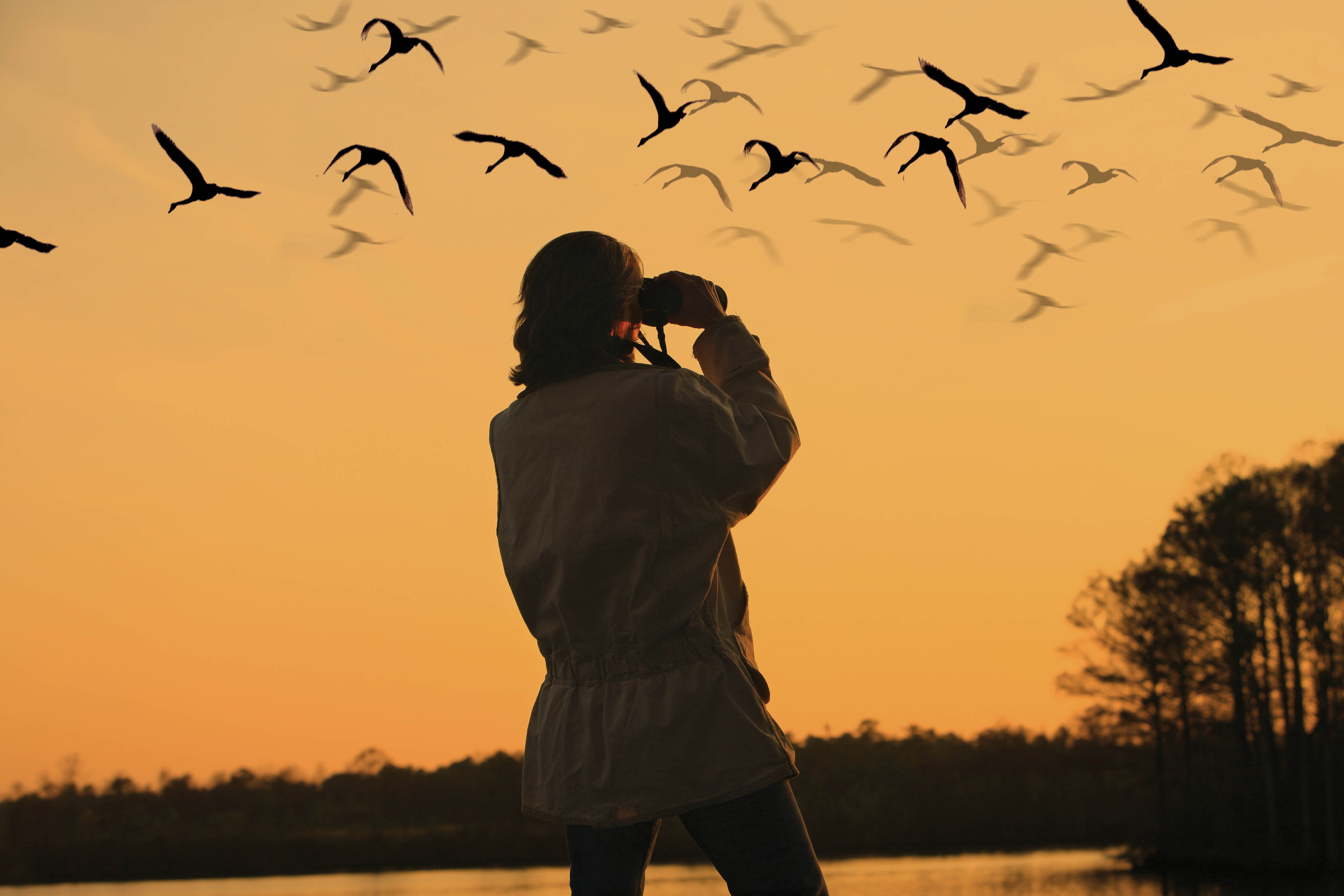 What is the Best Time for Birding?