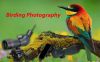 Embrace the Beauty of Birding this Spring with SVBONY