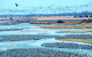 The Journey of Migratory Birds - How Far Do They Cover doloremque