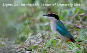 Lights Out for the Safe Return of Migratory Birds doloremque